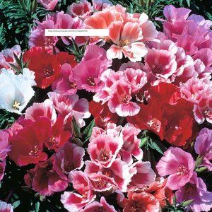 Beautiful Godetia Seeds - Flower Seeds - BOGO